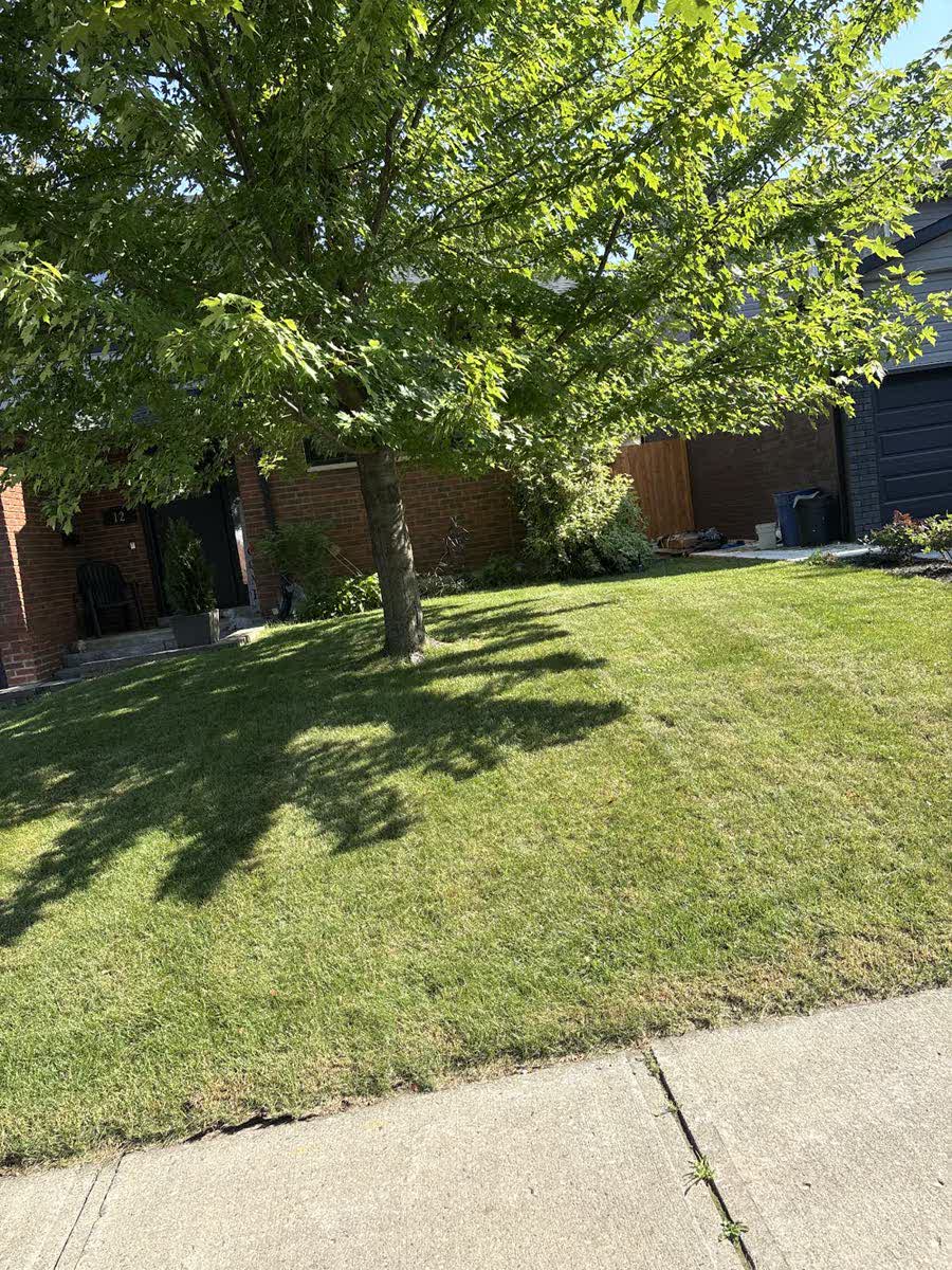 A cut front lawn under a maple tree in front of a brick house