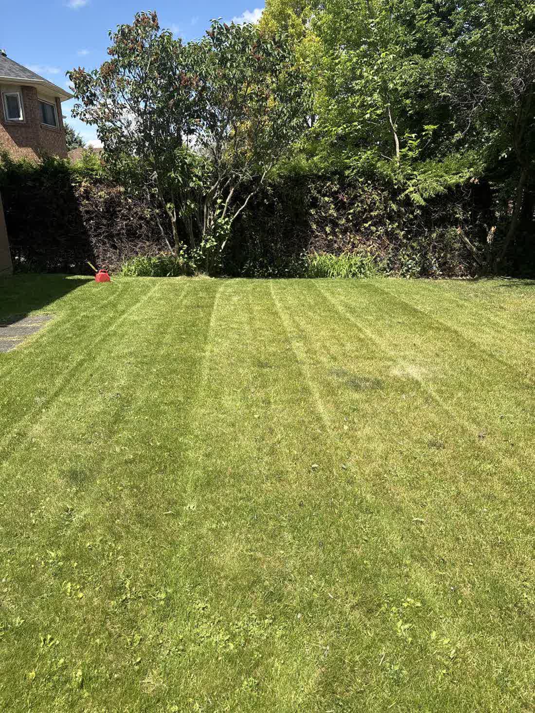 A freshly cut back lawn with mowing stripes, hedged along the back fence